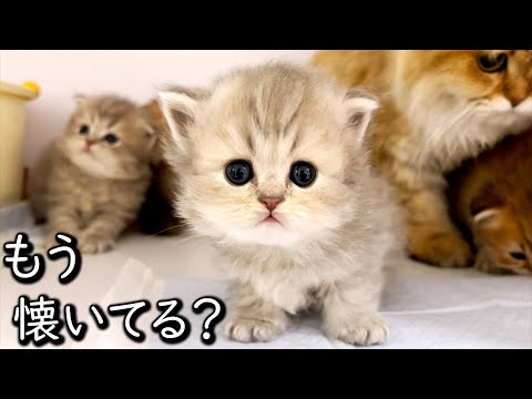 【ペルシャの子猫】赤ちゃんの反応で勘違いしそうになる件 ∼猫のいる生活Vol.636∼ 出産動画 マンチカン短足・ミヌエット・ペルシャ猫専門ブリーダー『ペット蔵人』【子猫の成長記録】