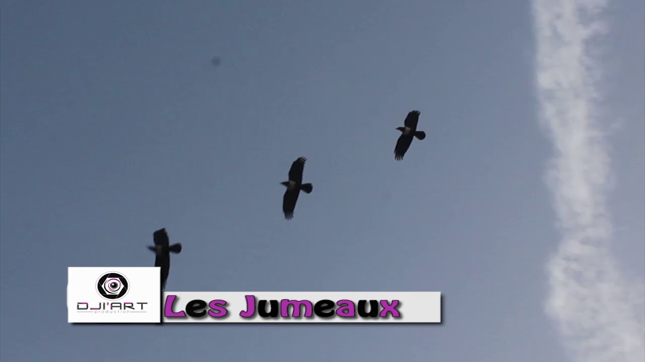 Les jumeaux domou dialaw