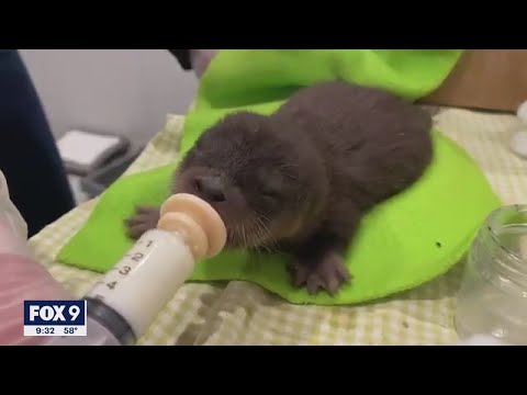 Dog fighting cancer rescues orphan otter pup from St. Croix River | FOX 9 KMSP