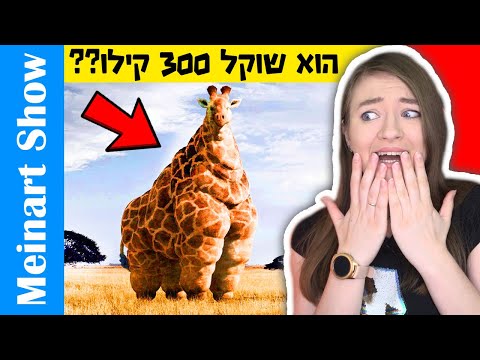 חיות הכי שמנות בעולם! דברים שבחיים לא ראיתם