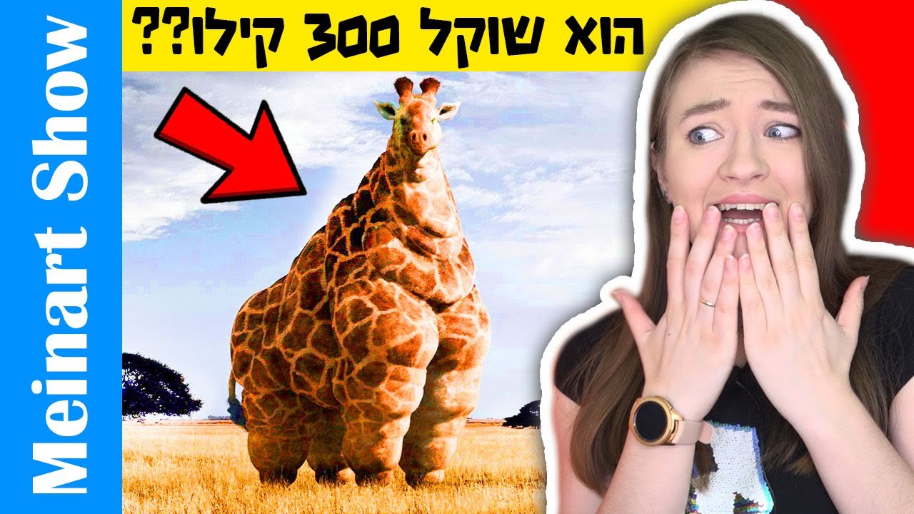 חיות הכי שמנות בעולם! דברים שבחיים לא ראיתם