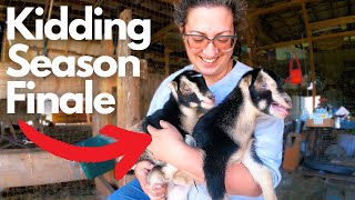 Breezy's Kid Day! (Some Assistance Required) | Goat Birth VLOG by Sage and Stone Homestead 2,885 views 3 weeks ago 15 minutes