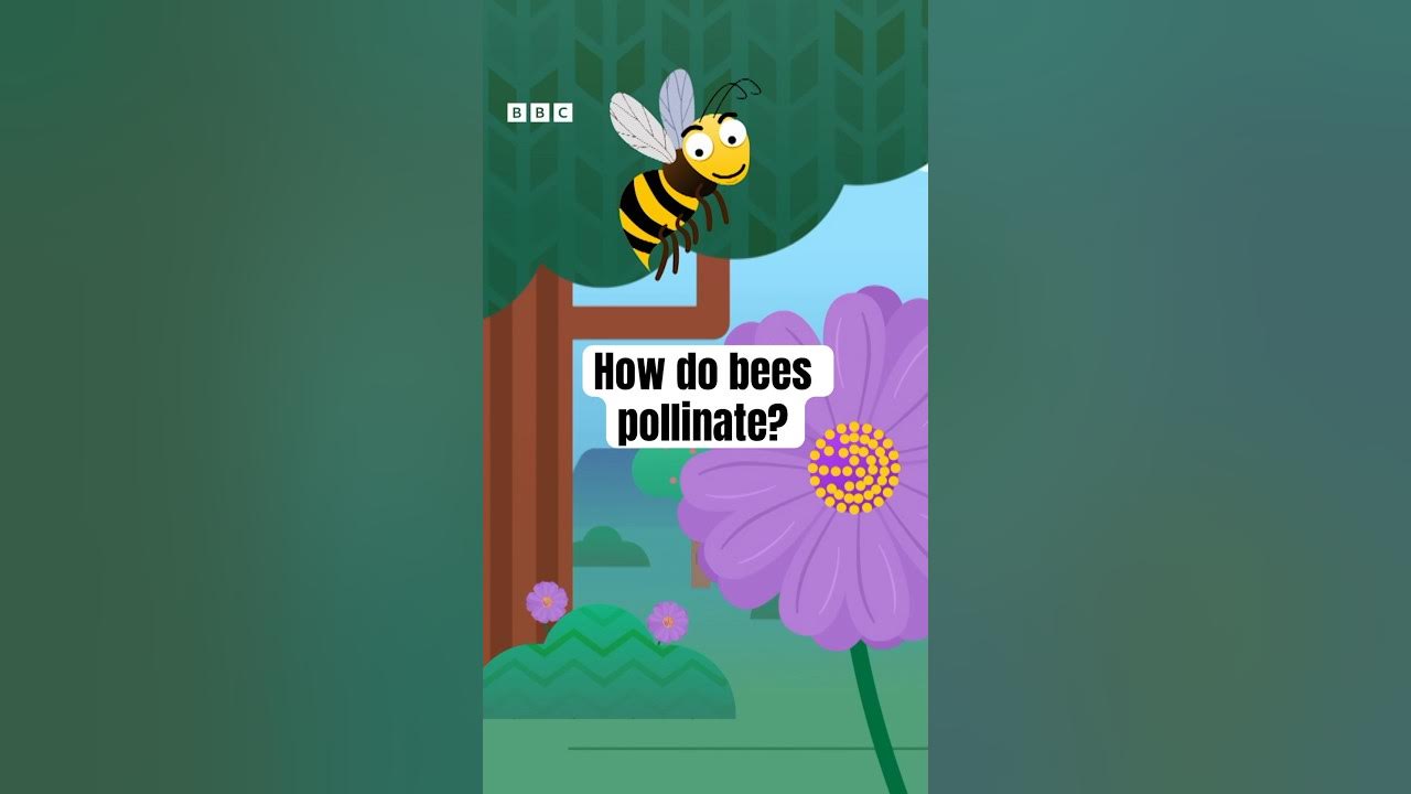 How do bees pollinate? | Get Set Galactic on CBeebies #shorts How do bees pollinate? | Get Set Galactic on CBeebies #shorts