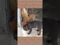 Perfect Puppies #កសិបៃតង #nature #dog #puppy