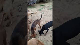 Patgri Khate Dogs