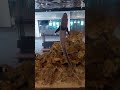 【魚類の生態】コバンザメの水面から酸素吸入する映像♪AIの秘書。