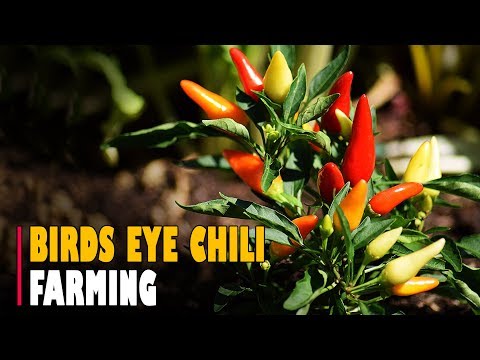 കാന്താരി മുളക് കൃഷി - Kanthari Krishi | Bird's eye chili Farming