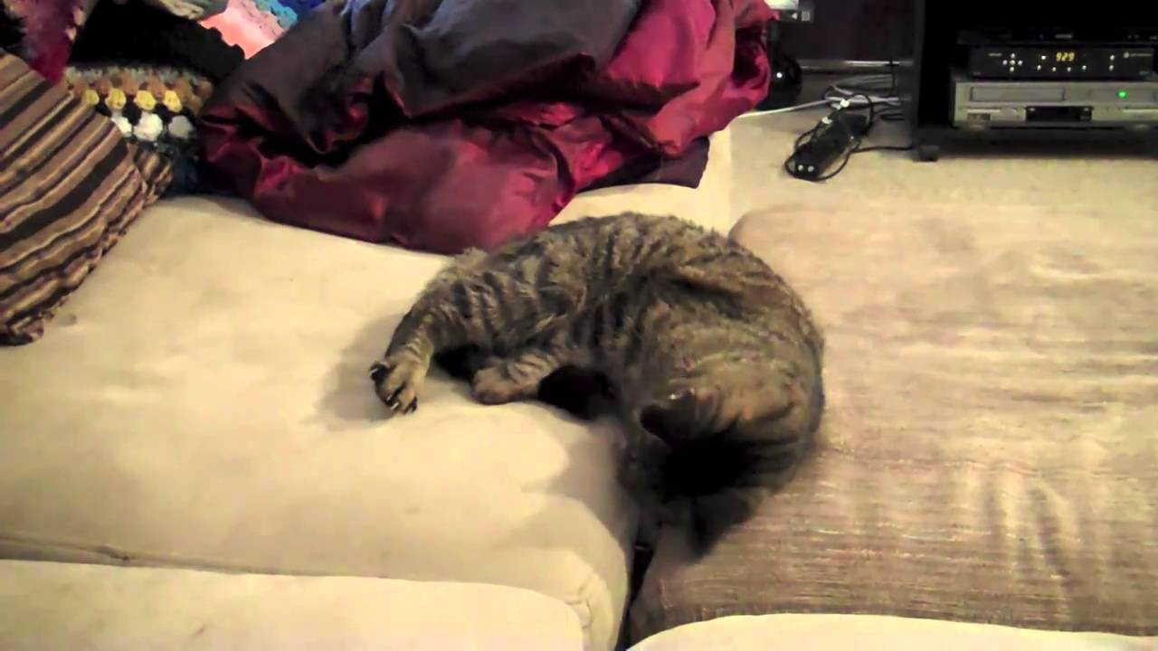 catnip oil JACK JACK ATTACK !!!