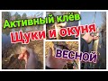 Рыбалка на обводном канале КВХ.  Ловля щуки и окуня на микроджиг с берега.  Весенний ультралайт.