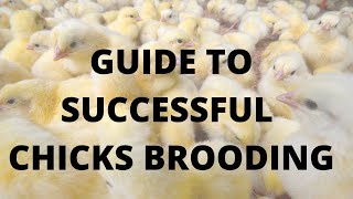 CHICKS BROODING ||GUIDE TO SUCCESSFUL CHICKS BROODING || CHICKS BROODING MANAGEMENT TIPS