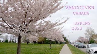 Vancouver BC Canada - City Walk - South of Queen Elizabeth Park - Cherry Blossom Season