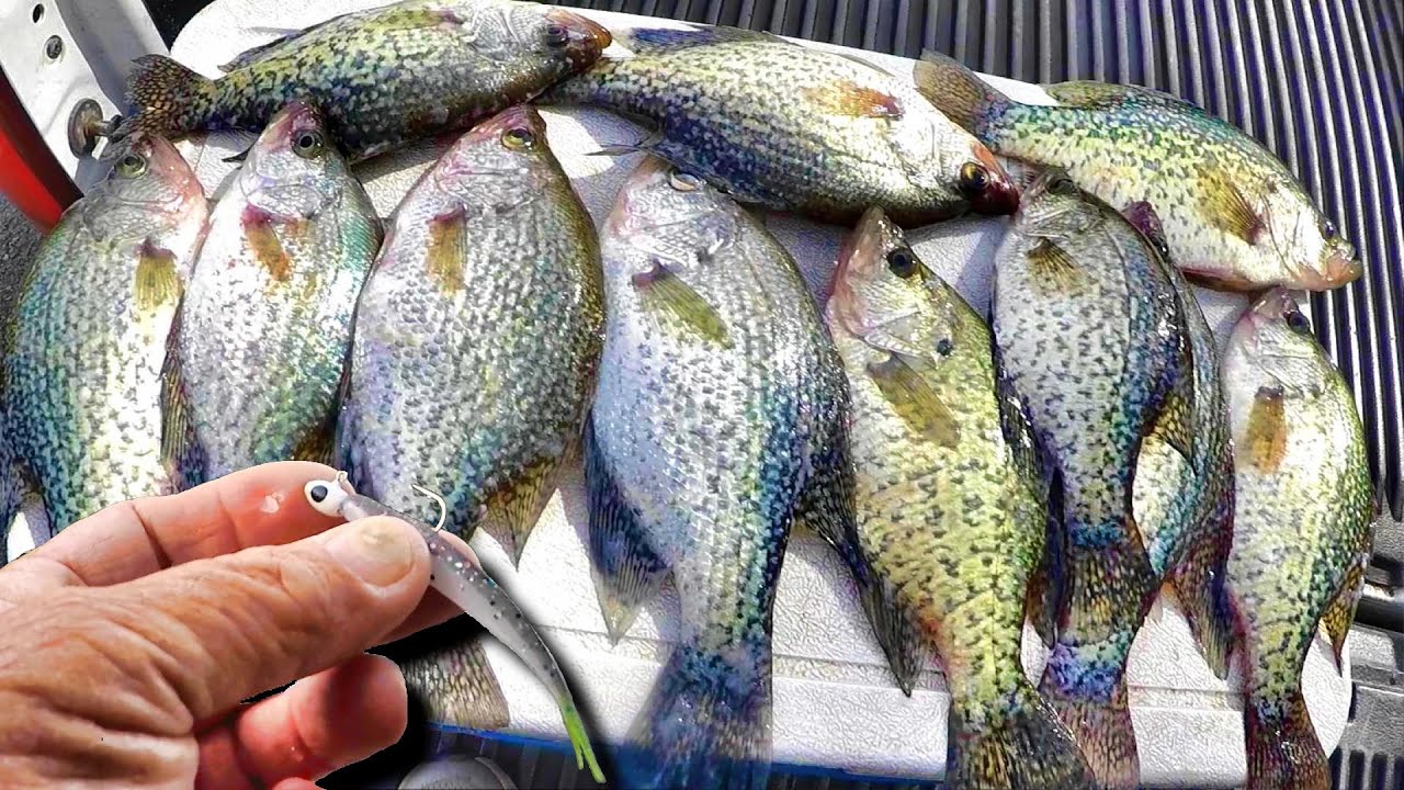 THIS SIMPLE TIP CATCHES LOADS OF CRAPPIE!!! (We Caught ALL Of These Quick  and Easy!) 