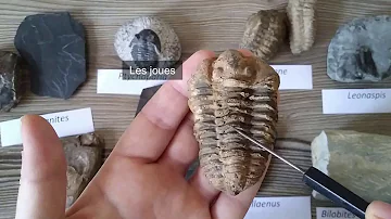 Où trouver des fossiles de trilobites ?