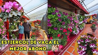 Hermoso jardín florecido de Rubí: "La bovinaza el mejor abono orgánico para plantas" |AP