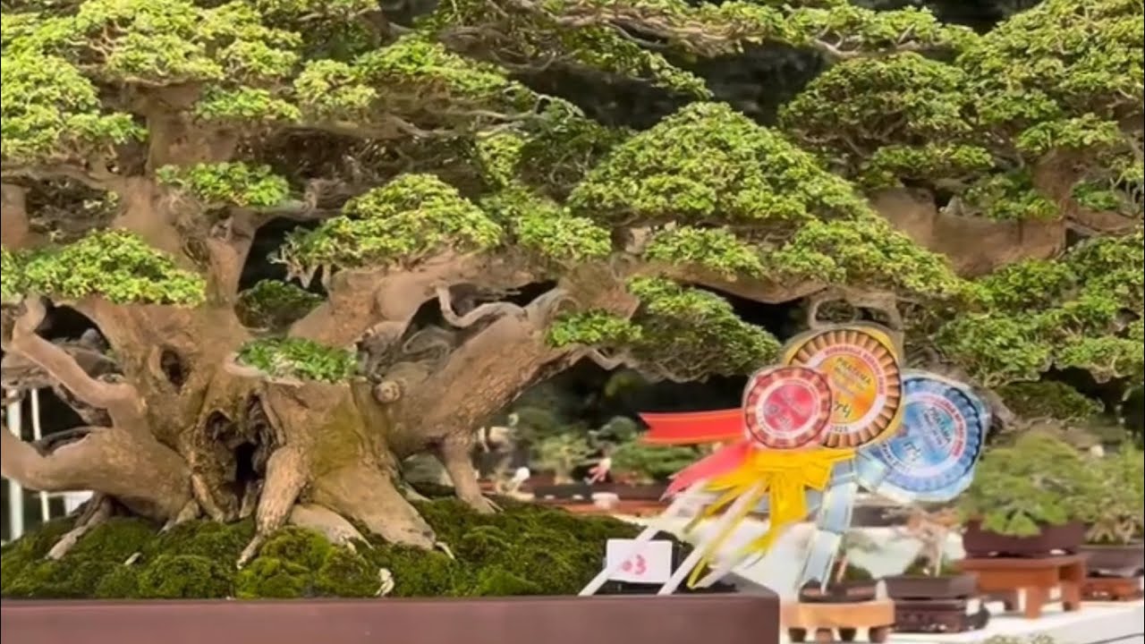 Kumpulan bonsai sancang kontes kelas SULTAN
