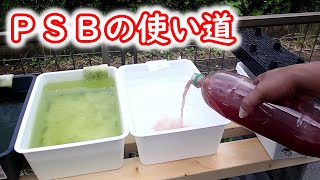 【めだか】ＰＳＢの使い道。培養したら使わないと！　実は知らない？意外な使い道も！