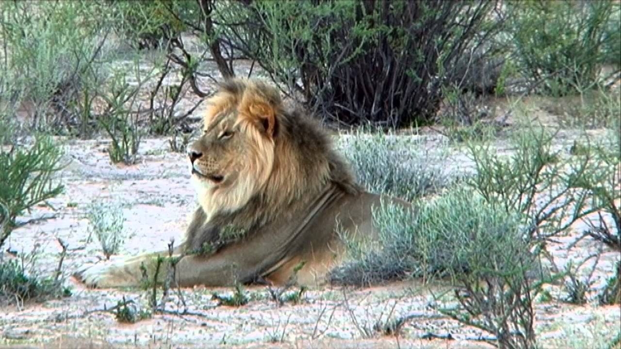 Free Stock Footage Male Lion in Morning Sunlight - Africa Travel Channel in HD