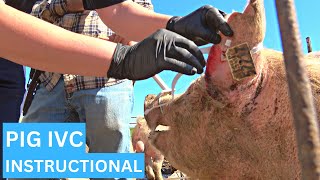 Swine IV Catheter - A Visual Guide by Kendra the Vet Tech 10,368 views 1 year ago 8 minutes, 32 seconds