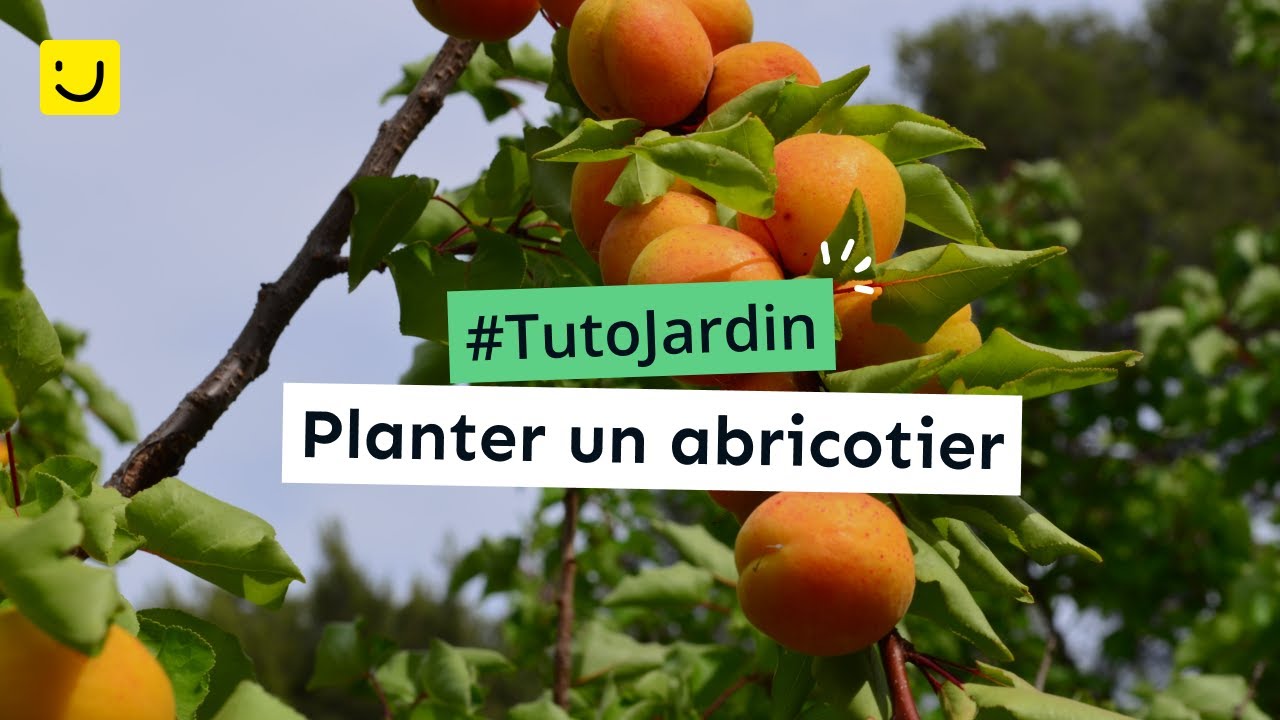 [Tuto Jardin] Planter un abricotier - YouTube