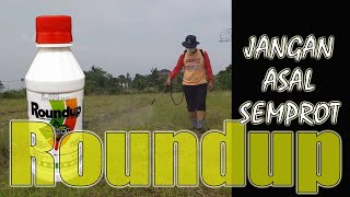 CARA MENGGUNAKAN HERBISIDA ROUNDUP PEMBASMI RUMPUT. Seri # 1. Tanam Jagung Sistem TOT.