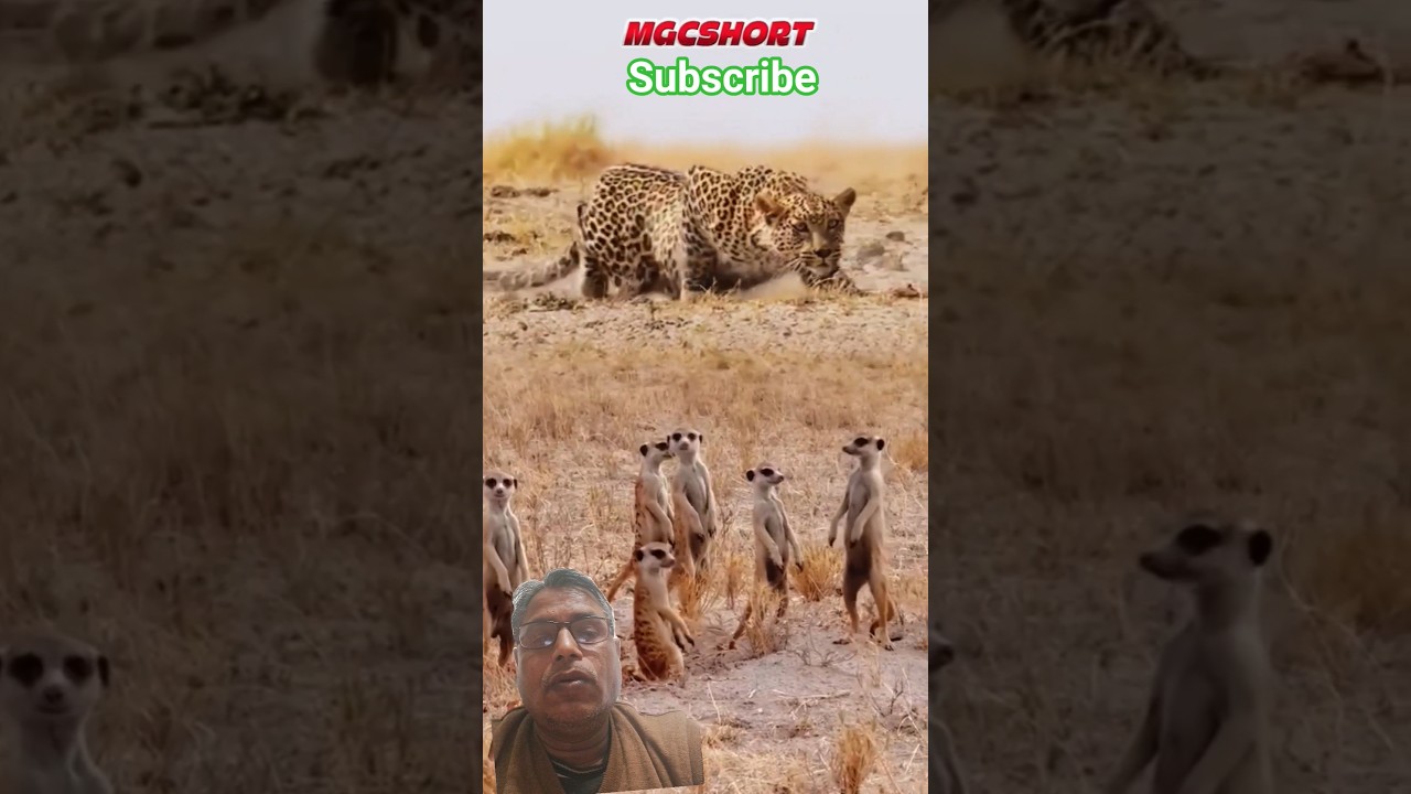 “HE THOUGHT IT WAS EASY 😳”“Leopard vs Meerkats 😱 | Group Power OP Hai 🔥 