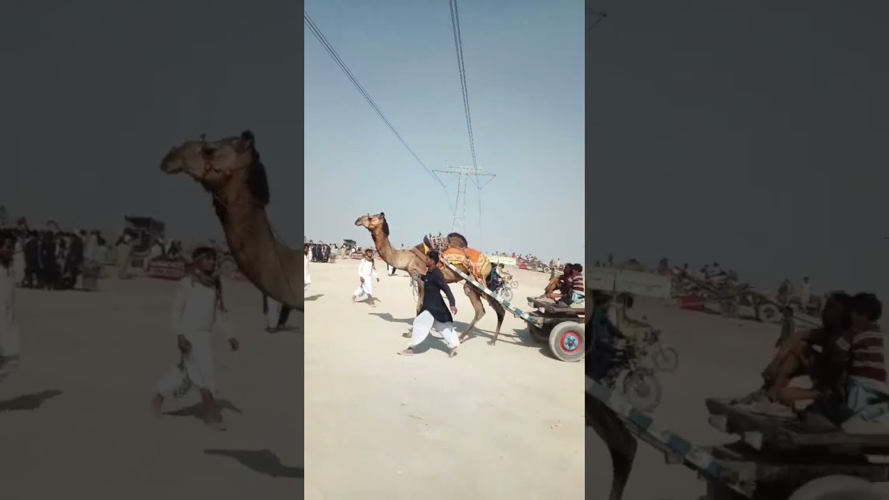 Beautiful Camel Race and Dance in Cholistan Desert