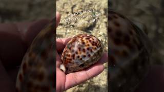 Beautiful #seashell #shell #shortsvideo #shortsyoutube #islandlife #seashells #ocean #lowtide