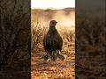 You Won’t Believe How This Desert Bird Gives Water to Its Chicks #reels #facts