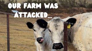 We Bought PET COWS… Then Our Farm Was Attacked 💔🐄