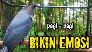 Srigunting Abu Abu Gacor Ampuh Buat Pancingan Srigunting Abu Biar Bunyi  Burung Srigunting Gacor 