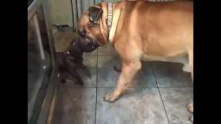 Aristocrat French Bulldogs & Bullmastiffs-Bullmastiff Male Playing With Frenchie Puppy