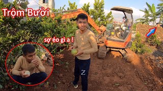 Quá Liều : Lái Máy Xúc Ăn Trộm Bưởi Khi San Đất Trong Vườn Cây | Xuân Mạnh Vlogs