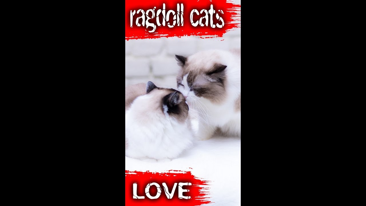 Ragdoll kittens for sale London cattery! YouTube