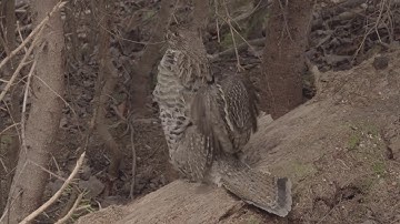 Ruffed Grouse Drumming