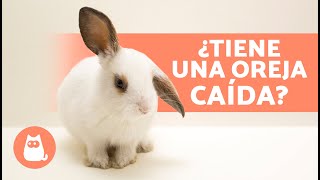 ¿Por qué mi CONEJO tiene una OREJA CAÍDA?  (4 Causas)