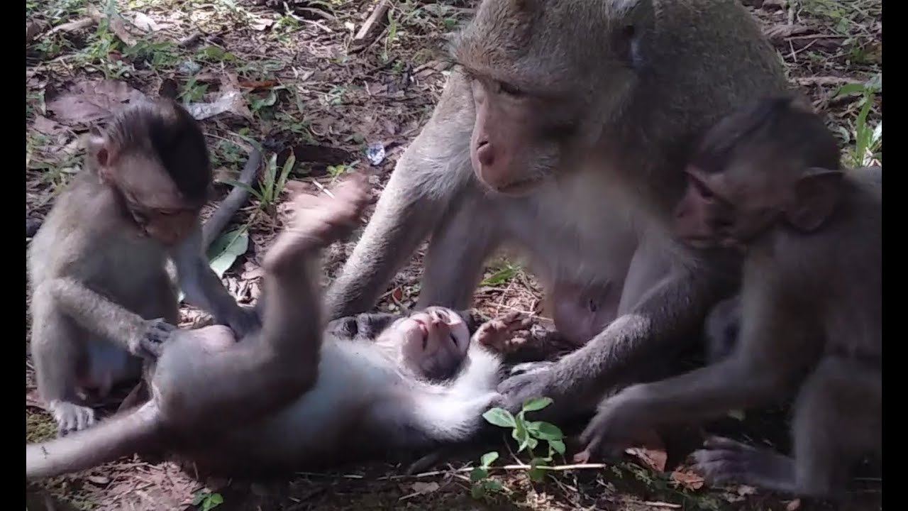 Why Spoil Big Monkey Do Like That With Poor Baby Monkey?