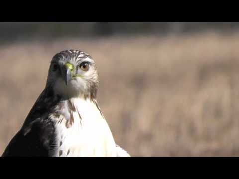 Majestic Hawk in Barrington   Filmed with Panasonic HDC-SD80