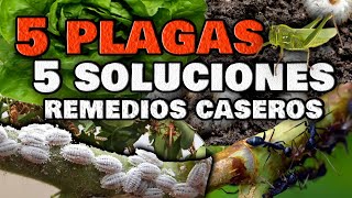 5 PESTS for your PLANTS and 5 Homemade Insecticides | White Scale, Ants, Grasshoppers, Worms