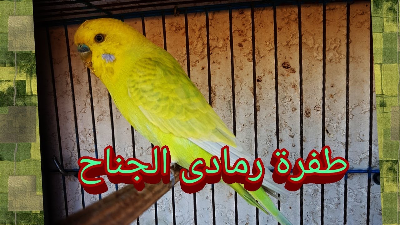 طفرة رمادى الجناح  ( جراى وينج )