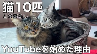 【保護猫】給料はほぼ猫費…毎月ボンビーだけど私にもきっと出来ることはある