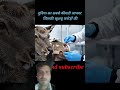 दुनिया का सबसे कीमती जानवर जिसकी खुशबू करोड़ों की🤯#facts#shorts #animals#amazingfacts #factsinhindi