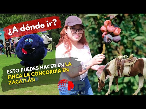¿Qué hacer en el Festival de las Berries en Finca La Concordia en Zacatlán?