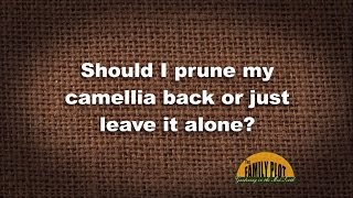 Q&A – Should I prune my camellia?