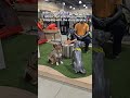 Indoor camping dog #aussie #australianshepherd #camping #publiclands #storedisplay #dog #redmerle