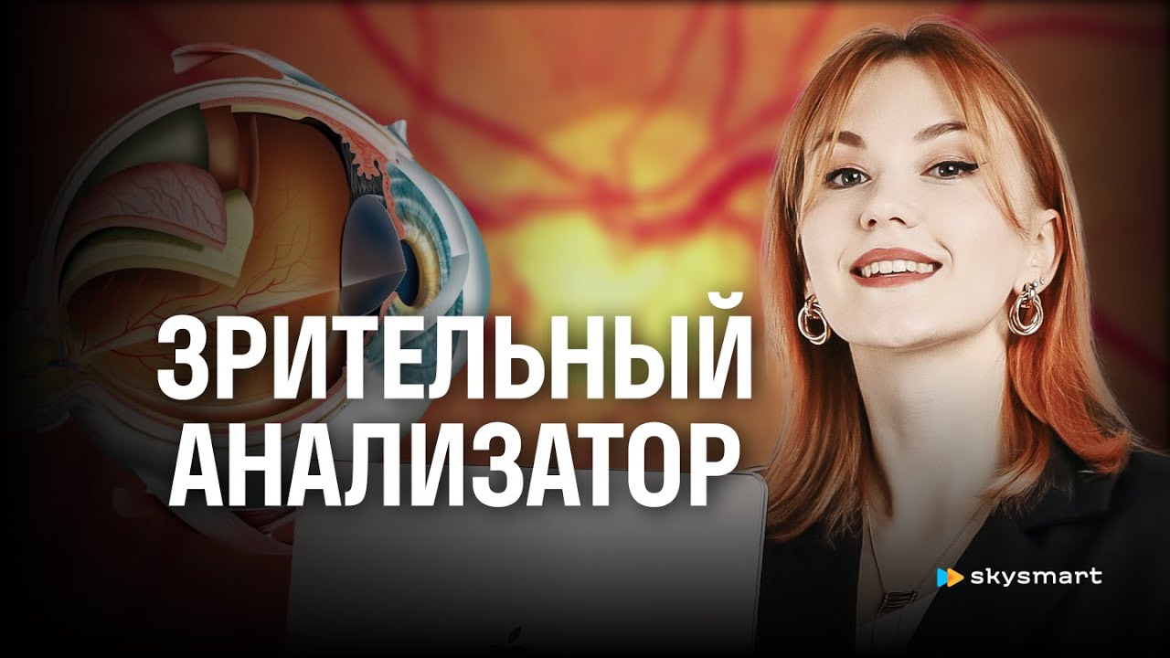 Зрительный анализатор. Строение глаза