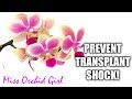 Orchid transplant shock after repotting  what is it  how to minimize it