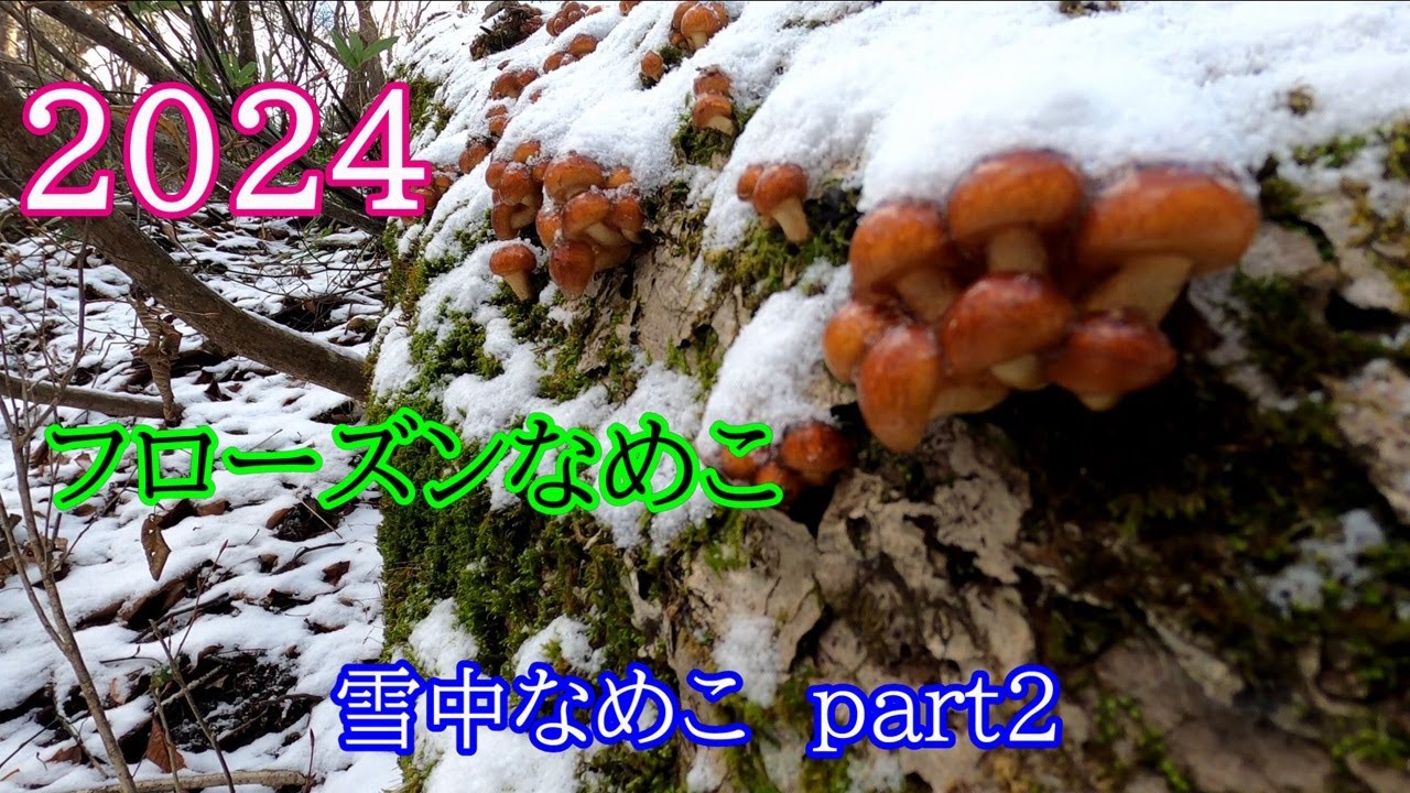 激レア！　ご当地なめこ根付　まとめ売り　新品未使用未開封 大幅値下げ新品未開封レアおさわり探偵なめこ栽培キットご当地根付