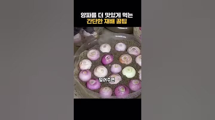 집에서 양파 기르기 성공 #생활꿀팁