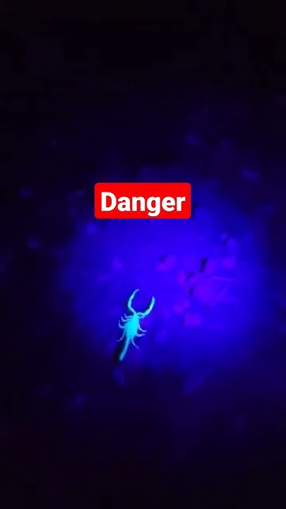 Arizona Bark Scorpion scorpion pestcontrol myjob When The Creepy arizona-bark-scorpion-scorpion-pestcontrol-myjob-when-the-creepy