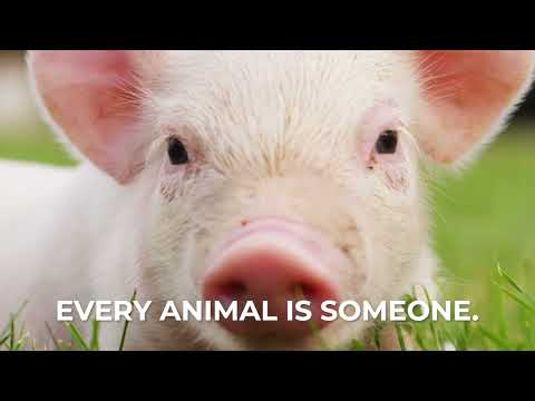 Every Animal is Someone